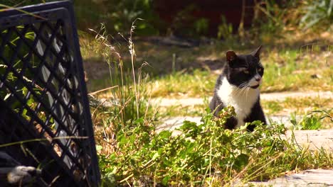 Pretty-Black-And-White-Cat-Kitty-Kitten-Sitting-In-Grass-On-A-Farm