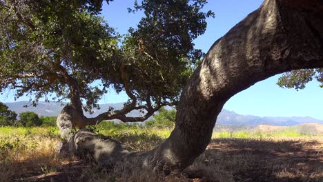 An-Old-Oak-Tree-Growing-Along-The-Ground-On-A-Ranch-In-Santa-Barbara-California