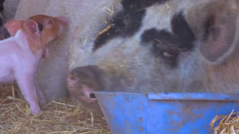 A-Baby-Piglet-Approaches-A-Mother-Pig-To-Nurse-In-This-Cute-Barnyard-Scene
