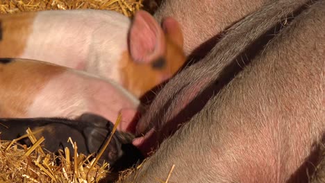 Baby-Piglets-Nurse-Milk-From-A-Mother-Pig-Breast-In-This-Cute-Animal-Barnyard-Scene