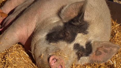 Baby-Piglets-Nurse-Milk-From-A-Mother-Pig-Breast-In-This-Cute-Animal-Barnyard-Scene-1