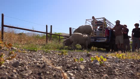Ranchers-Unload-Sheep-From-The-Back-Of-A-Pickup-Truck-In-This-Classic-Ranching-Shot-1