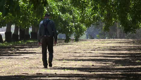 Un-Anciano-Agricultor-Camina-En-Su-Huerto-De-Nogales-En-Lompoc-California
