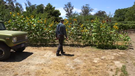 Ein-älterer-Bauer-Inspiziert-Seine-Sonnenblumen-Auf-Einer-Ranch-In-Der-Nähe-Von-Lompoc,-Kalifornien