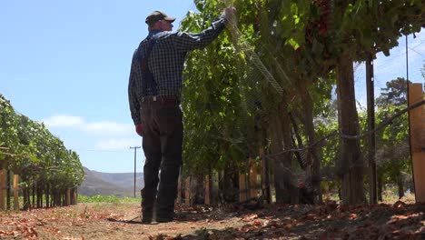 An-Elderly-Farmer-Inspects-His-Grape-Vines-In-A-Vineyard-Ranch-Near-Lompoc-California
