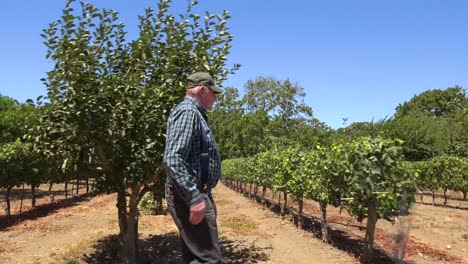 An-Elderly-Farmer-Inspects-His-Fruit-Trees-And-Vineyards-On-A-Ranch-Near-Lompoc-California