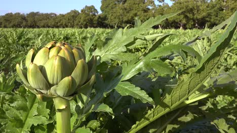 Frische-Artischocken-Wachsen-Auf-Einem-Fruchtbaren-Grünen-Landwirtschaftlichen-Feld-In-Santa-Barbara-County-Kalifornien