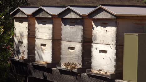 Bee-Boxes-House-Honey-Bees-Are-Raised-At-An-Apiary-Suggests-Beekeeping