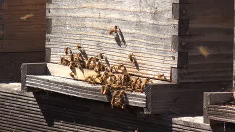 Close-Up-Of-Honeybees-Enter-A-Bee-Box-An-Example-Of-Beekeeping