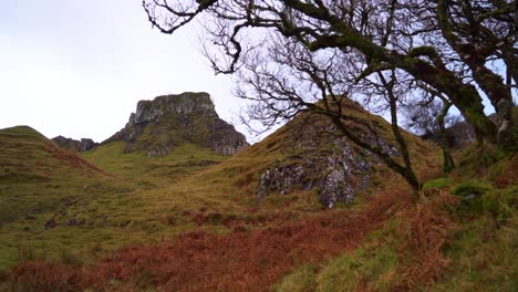 Trees-and-branches-are-seen-on-a-windy-day-on-the-Isle-of-Skye's-Fairy-Glen-in-Scotland