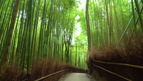 Filmmaterial-Wird-Entlang-Eines-Gehwegs-Im-Arashiyama-Bambuswald-Von-Kyoto-Japan-Gedreht