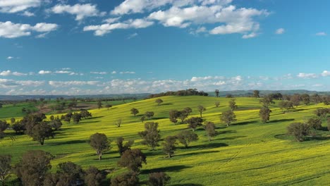 An-Excellent-Aerial-View-Of-Canola-Fields-In-Cowra-Australia