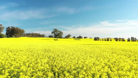 An-Excellent-Tracking-Shot-Through-Canola-Fields-In-Cowra-Australia