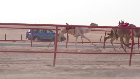 Wir-Soldaten-Reiten-Neben-Kamelen,-Die-Bei-Einer-Kulturellen-Veranstaltung-In-Kuwait-Rennen