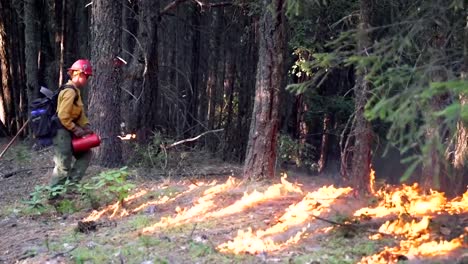 Firefighters-Performing-A-Controlled-Burn-In-A-Pine-Forest-2019
