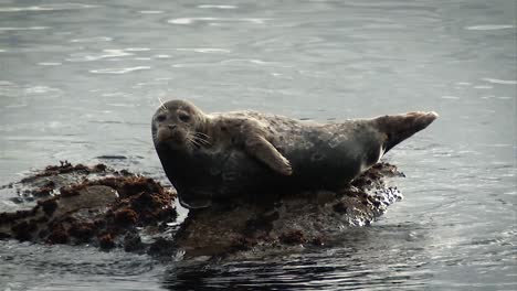 A-Harbor-Seal-Laying-Lazingly-On-the-Pacific-Coast