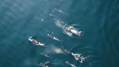 Vista-Aérea-Hexacopter-Footage-Of-A-Group-Of-Northern-Resident-Orca-Killer-Whales-In-the-Ocean-2010S