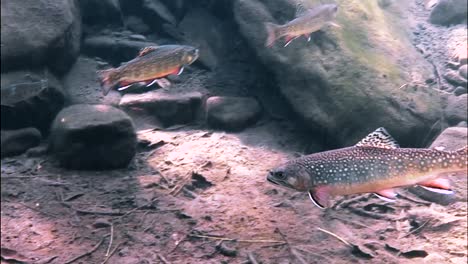 Trout-Are-Seen-Swimming-As-A-School-In-A-Sundappled-Brook