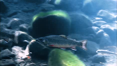 Trout-Are-Seen-Swimming-In-A-Sundappled-Brook