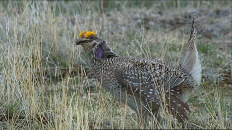 Nahaufnahmen-Zeigen-Weibliche-Salbei-Brush-Moorhuhn-Schlafplatz-In-Einem-Feld