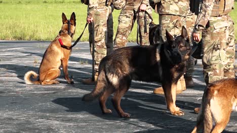 Amerikanische-Soldaten-Machen-Mit-Ihren-Hunden-Unzählige-Trainingsübungen