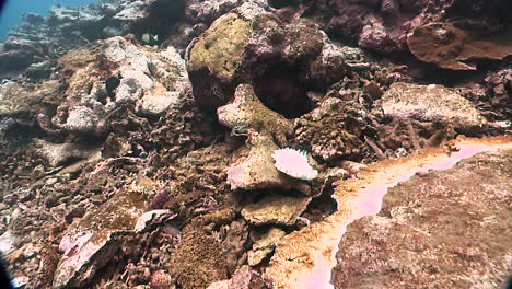 Underwater-Footage-Of-Bleached-Coral-In-American-Samoa-2010S
