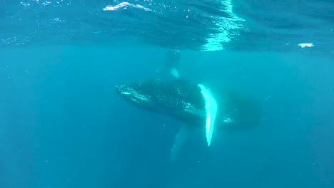 Underwater-Shots-Of-A-Humpback-Whale-And-Its-Niño-Swimming-Near-the-Surface-2010S