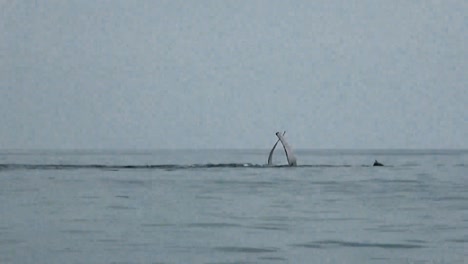 Buckelwale,-Die-Mit-Ihren-Flossen-Die-Meeresoberfläche-Durchbrechen-2010er-Jahre