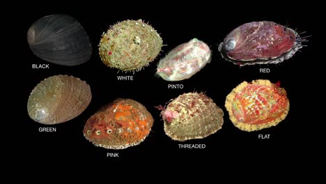 An-Infographic-Of-the-Eight-Specifies-Of-California-Abalone-Shellfish