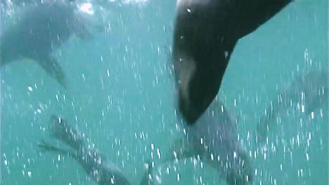 Northern-Fur-Seals-On-the-Pribilof-Islands-Swimming-Underwater-With-their-Cubs