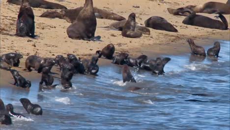 Northern-Fur-Seal-Cubs-On-A-Beach-On-the-Pribilof-Islands