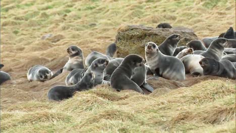 Northern-Fur-Seal-Cubs-Socializing-In-A-Field-On-the-Pribilof-Islands