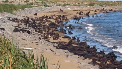 A-Large-Group-Of-Northern-Fur-Seals-And-their-Cubs-On-A-Beach-On-the-Pribilof-Islands