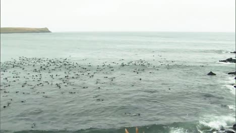 A-Massive-Group-Of-Northern-Fur-Seals-Hang-Out-In-the-Water-And-the-Surrounding-Beach-On-the-Pribilof-Islands