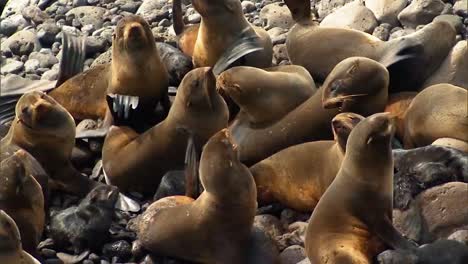 Northern-Fur-Seals-And-their-Cubs-Hang-Out-On-Rocks-Near-the-Beach-Of-the-Pribilof-Islands