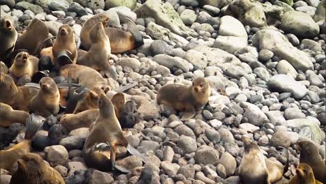 Northern-Fur-Seals-And-their-Newly-Born-Cubs-Hang-Out-On-Rocks-Near-the-Beach-Of-the-Pribilof-Islands