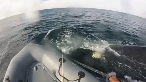 Noaa-Make-An-Effort-To-Disentangle-A-Humpback-Whale-From-Fishing-Gear