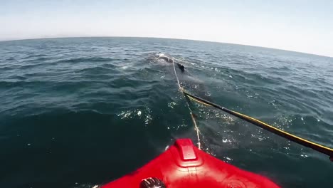 Head-Mount-Footage-Of-Noaa-Attempting-To-Distentangle-An-Injured-Humpback-Whale-From-Fishing-Gear