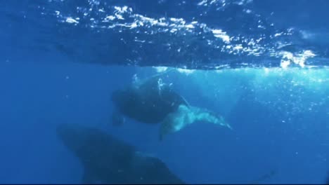 Unterwasseraufnahmen-Eines-Buckelwals,-Der-Sich-In-Fanggeräten-Verfangen-Hat