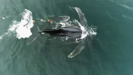 Luft--Und-Unterwasseraufnahmen-Eines-Verletzten-Buckelwals,-Der-Sich-In-Fanggeräten-Verfangen-Hat