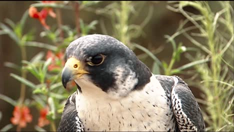 Closeup-View-Of-Face-Of-A-Peregrine-Falcon-(Falco-Peregrinus)-And-A-Redtailed-Hawk-(Buteo-Jamaicensis)