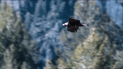 Panning-Shot-Following-the-Path-Of-A-Golden-Eagle-(Aquila-Chrysaetos)-In-Flight
