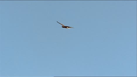 Panning-Shot-Following-the-In-Flight-Path-Path-Of-A-Golden-Eagle-(Aquila-Chrysaetos)-Flight-Path-Over-Rust-Colored-Grass