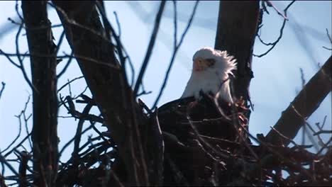 El-águila-Calva-Adulta-(Haliaeetus-Leucocephalus)-En-El-Nido-De-águila-Pescadora-(Pandion-Haliaetus)-En-El-árbol-Despega-águila-Pescadora-Volando
