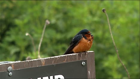 Barn-Swallow-(Hirundo-Rustica)-Perched-On-Sign-Zoom-In-For-Closeup-2013