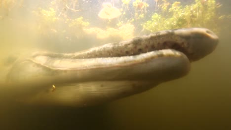 Nahaufnahme-Von-Unterwasseraufnahmen-Eines-Alligatorgars-2018