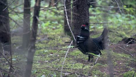 Spruce-Grouse-(Falcipennis-Canadensis)-In-Boreal-Forest-Flies-Up-To-Tree-Limb-In-Slomo-2013