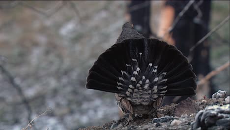 Dusky-Grouse-(Dendragapus-Obscurus)-Walks-Into-Frame-And-Shows-Its-Back-Feathers-2013