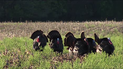 A-Group-Of-Wild-Male-Turkeys-(Meleagris-Gallopavo)-And-Two-Jakes-(Young-Males)-2013