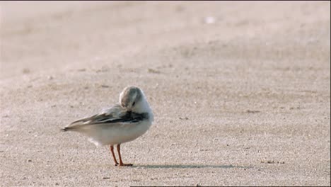 Piping-Plover-(Charadrius-Melodus)-Grooming-And-Walking-On-Beach-At-Waters-Edge-2013